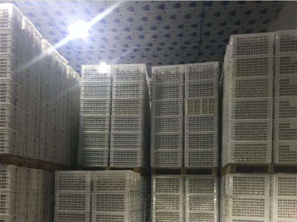 成都冷凍冷庫(kù)租賃